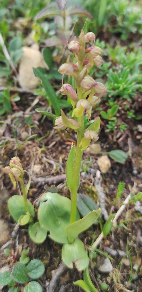 Dactylorhiza viridis.jpg