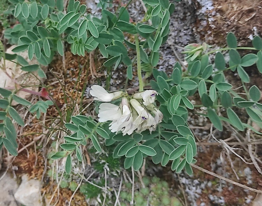 Astragalus_spec.jpg