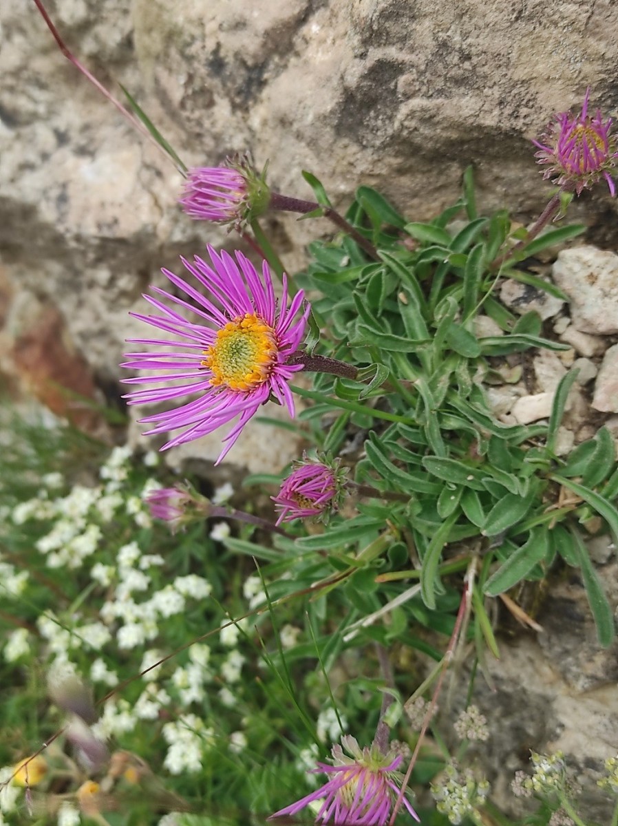 Erigeron_spec.jpg (372.79 KiB) 1031 mal betrachtet Erigeron_spec.jpg