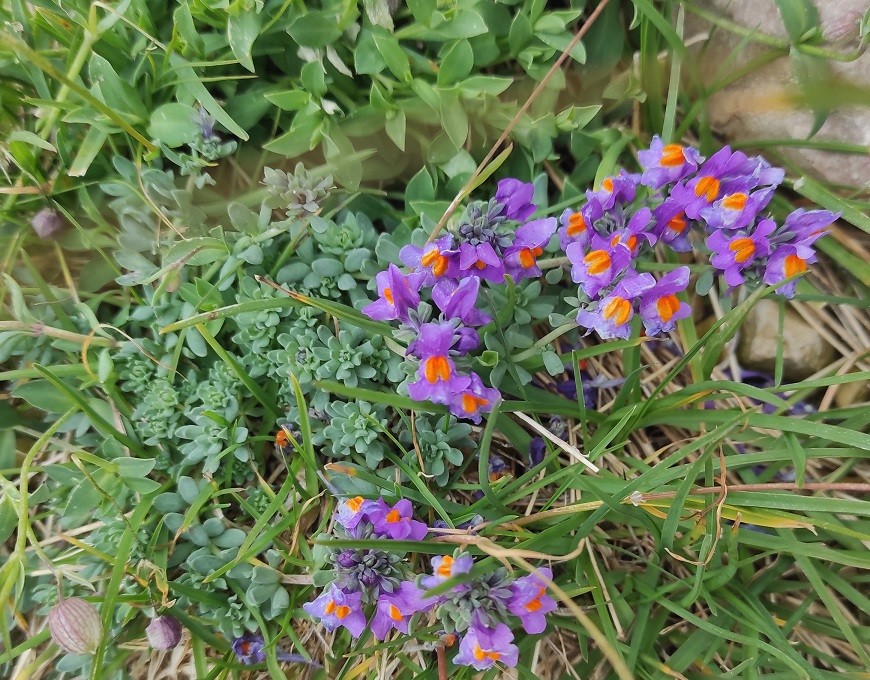 Linaria_alpina.jpg