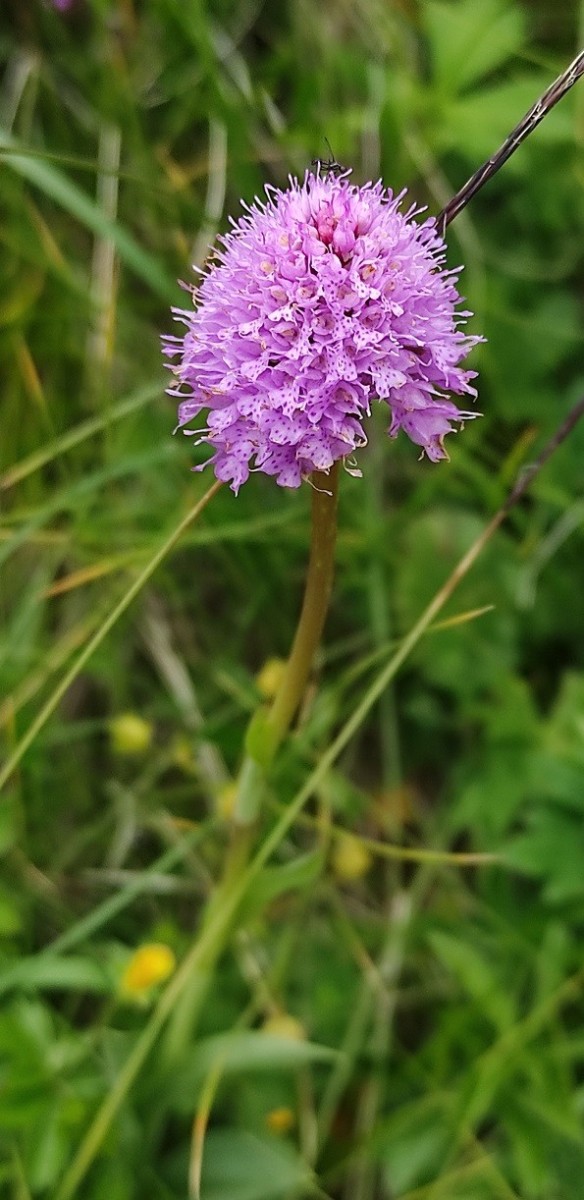 Traunsteinera_globosa.jpg (177.9 KiB) 1031 mal betrachtet Traunsteinera_globosa.jpg