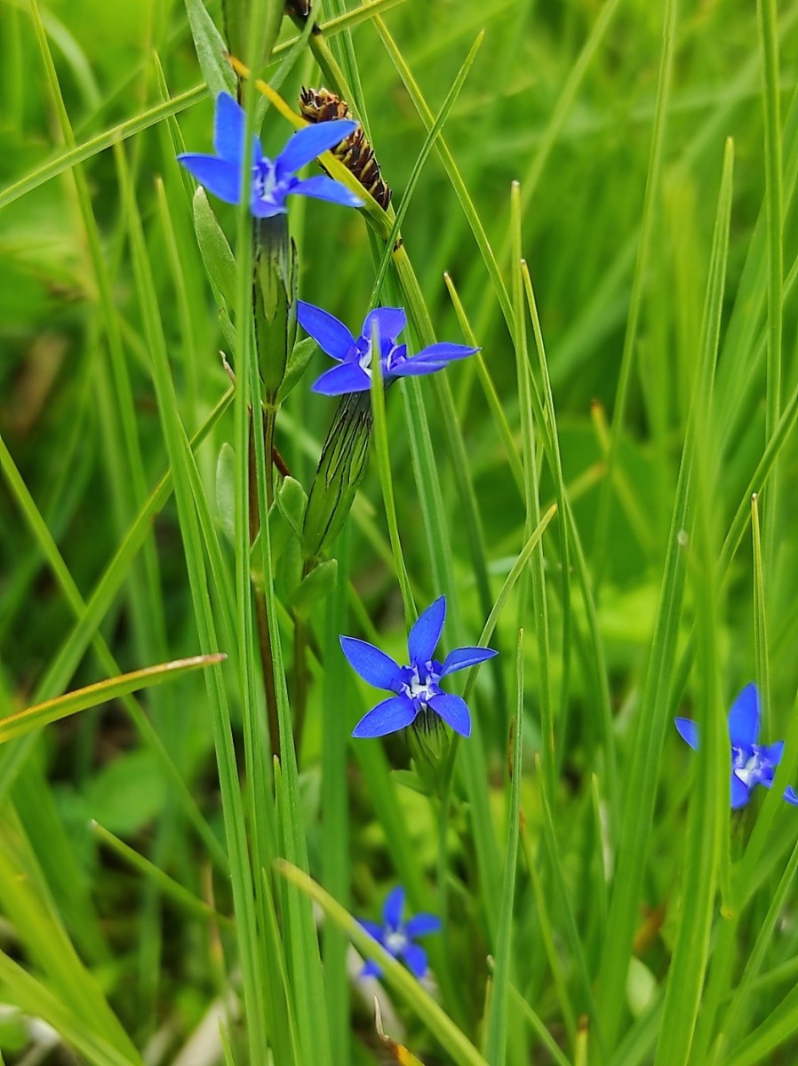 Gentiana_nivalis.jpg (287.17 KiB) 1777 mal betrachtet Gentiana_nivalis.jpg