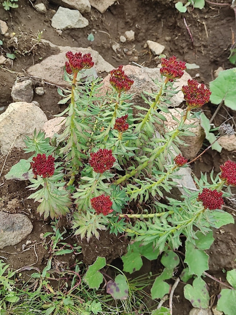 Rhodiola rosea.jpg (626.81 KiB) 1777 mal betrachtet Rhodiola rosea.jpg