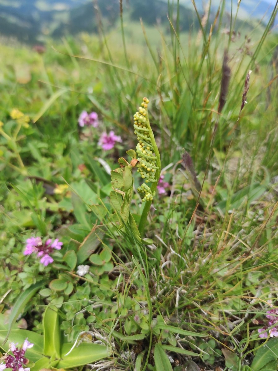 Botrychium lunaria.jpg (360.23 KiB) 1031 mal betrachtet Botrychium lunaria.jpg