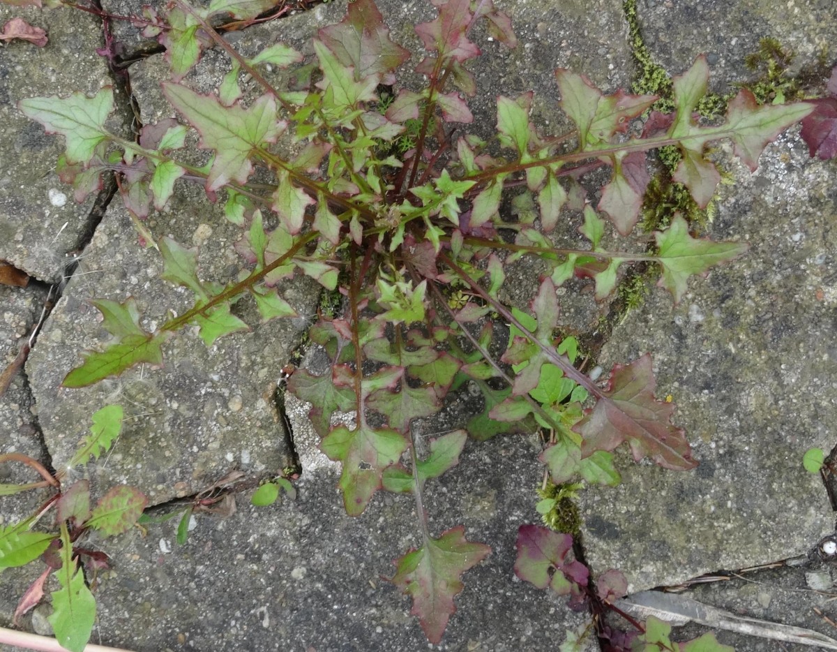 (1) Rosette.jpg
