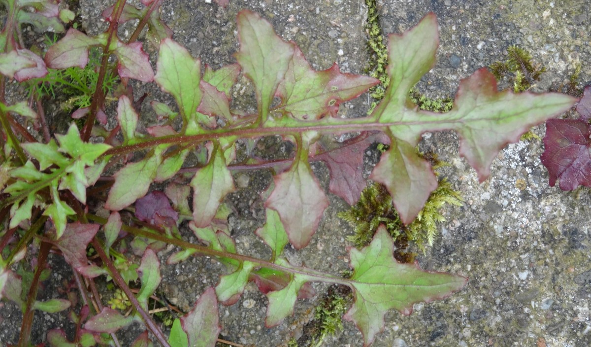 (2) Einzelblatt.jpg