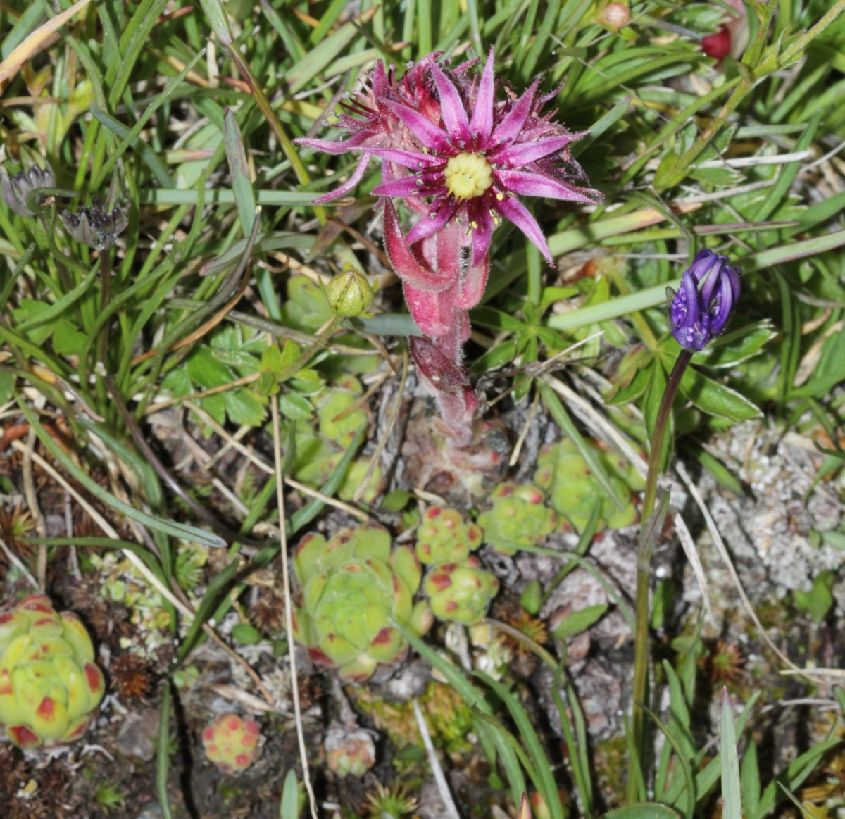 IMG_9362.JPG (998.22 KiB) 3552 mal betrachtet IMG_9362.JPG