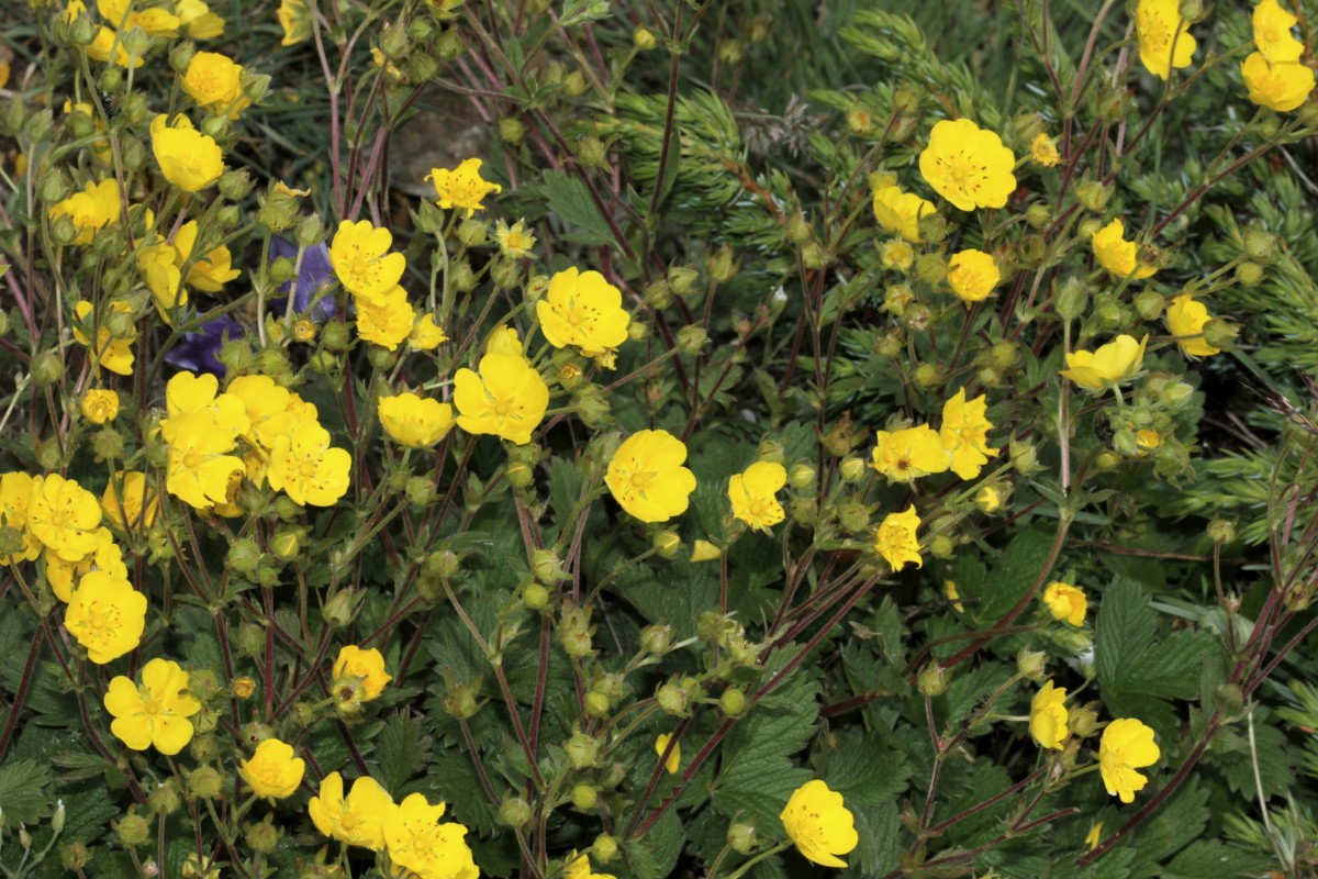 IMG_9384.JPG (804.01 KiB) 3552 mal betrachtet IMG_9384.JPG