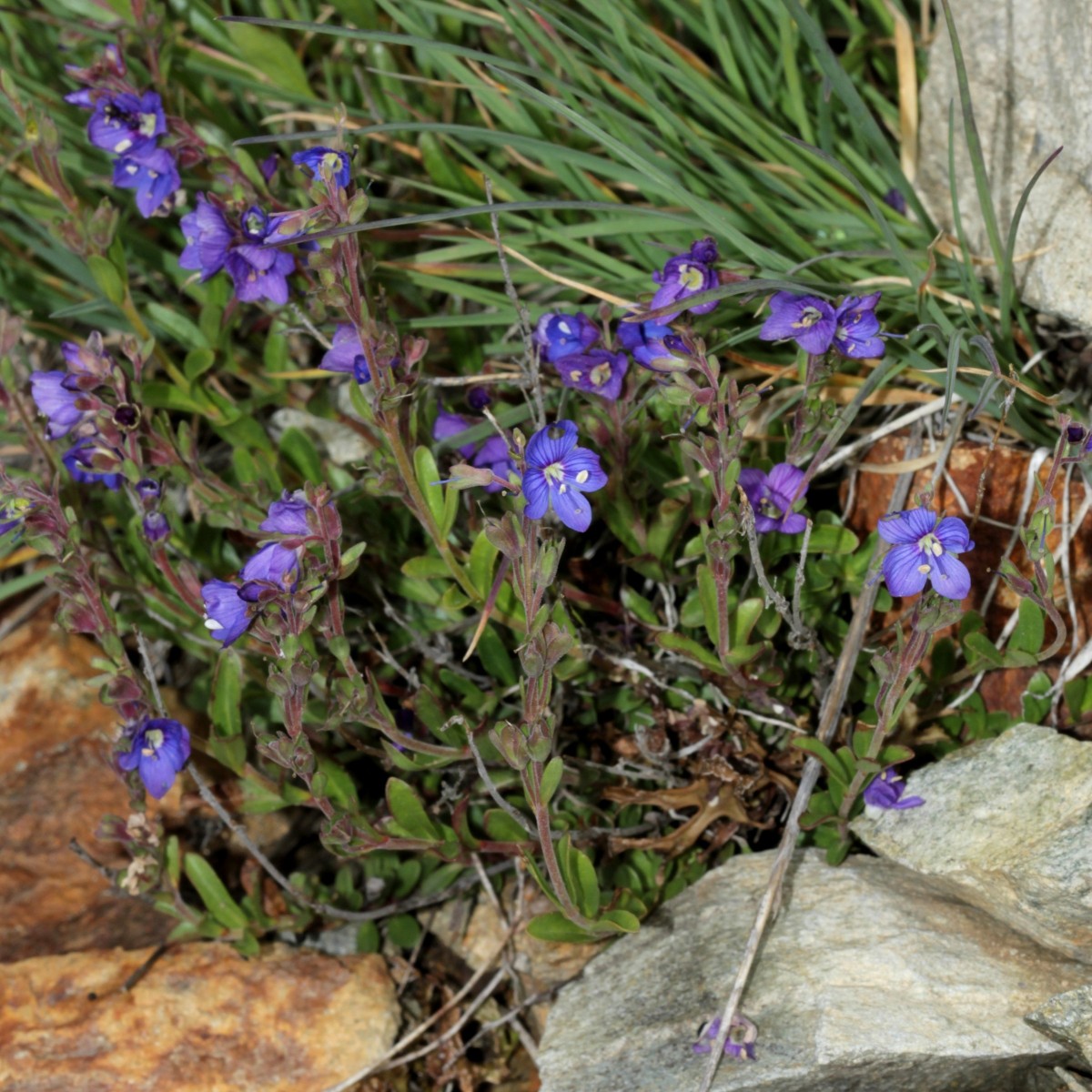 IMG_9385.JPG (994.89 KiB) 3726 mal betrachtet IMG_9385.JPG