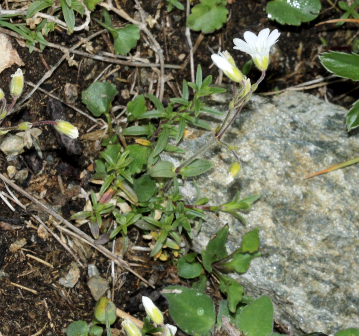 IMG_9386.JPG (941.24 KiB) 3726 mal betrachtet IMG_9386.JPG