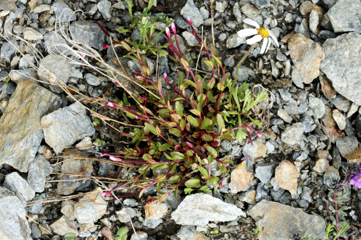 IMG_9390.JPG (1021.54 KiB) 3549 mal betrachtet IMG_9390.JPG