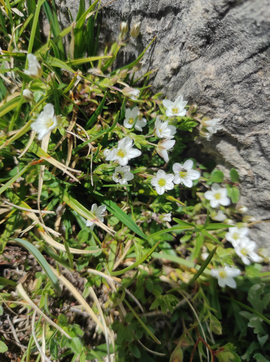 Arenaria_ciliata.png (3.44 MiB) 1682 mal betrachtet Arenaria_ciliata.png