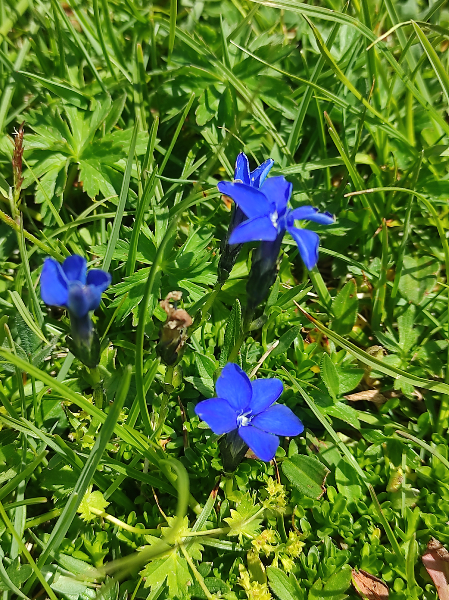 Gentiana_bavarica.png (3.61 MiB) 936 mal betrachtet Gentiana_bavarica.png