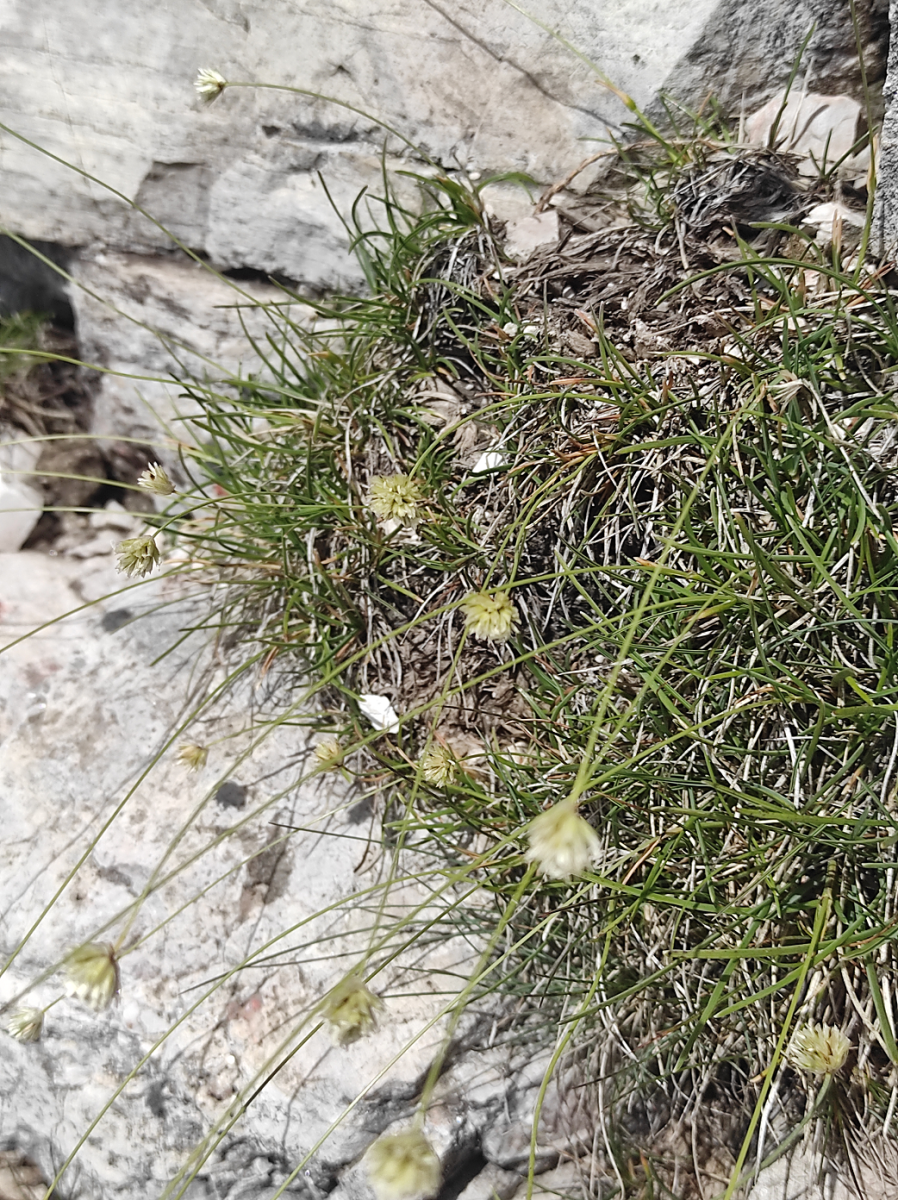 Sesleria_sphaerocephala.png (3.83 MiB) 936 mal betrachtet Sesleria_sphaerocephala.png