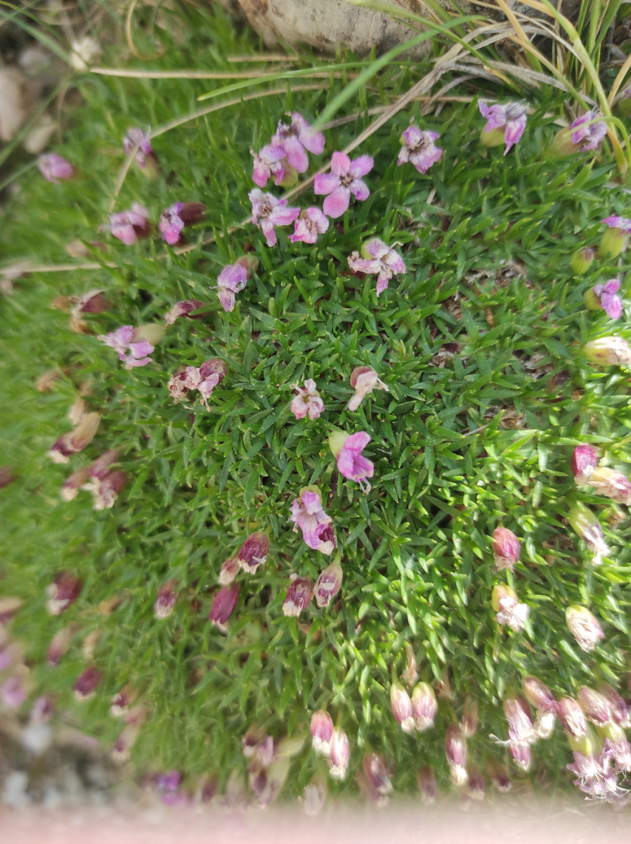 Silene acaulis.png (3.26 MiB) 1682 mal betrachtet Silene acaulis.png