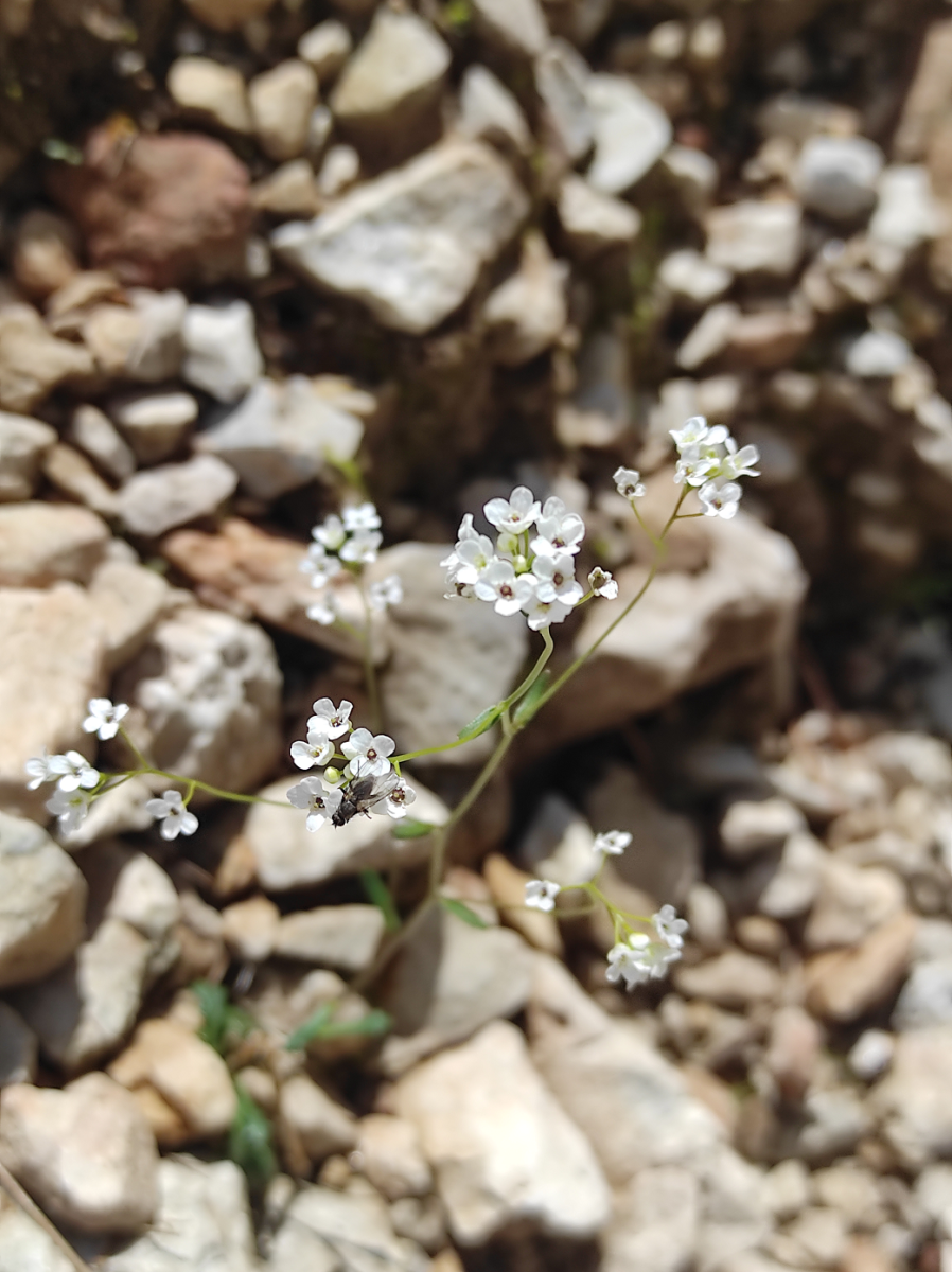 Kernera saxatilis.png (2.8 MiB) 1682 mal betrachtet Kernera saxatilis.png