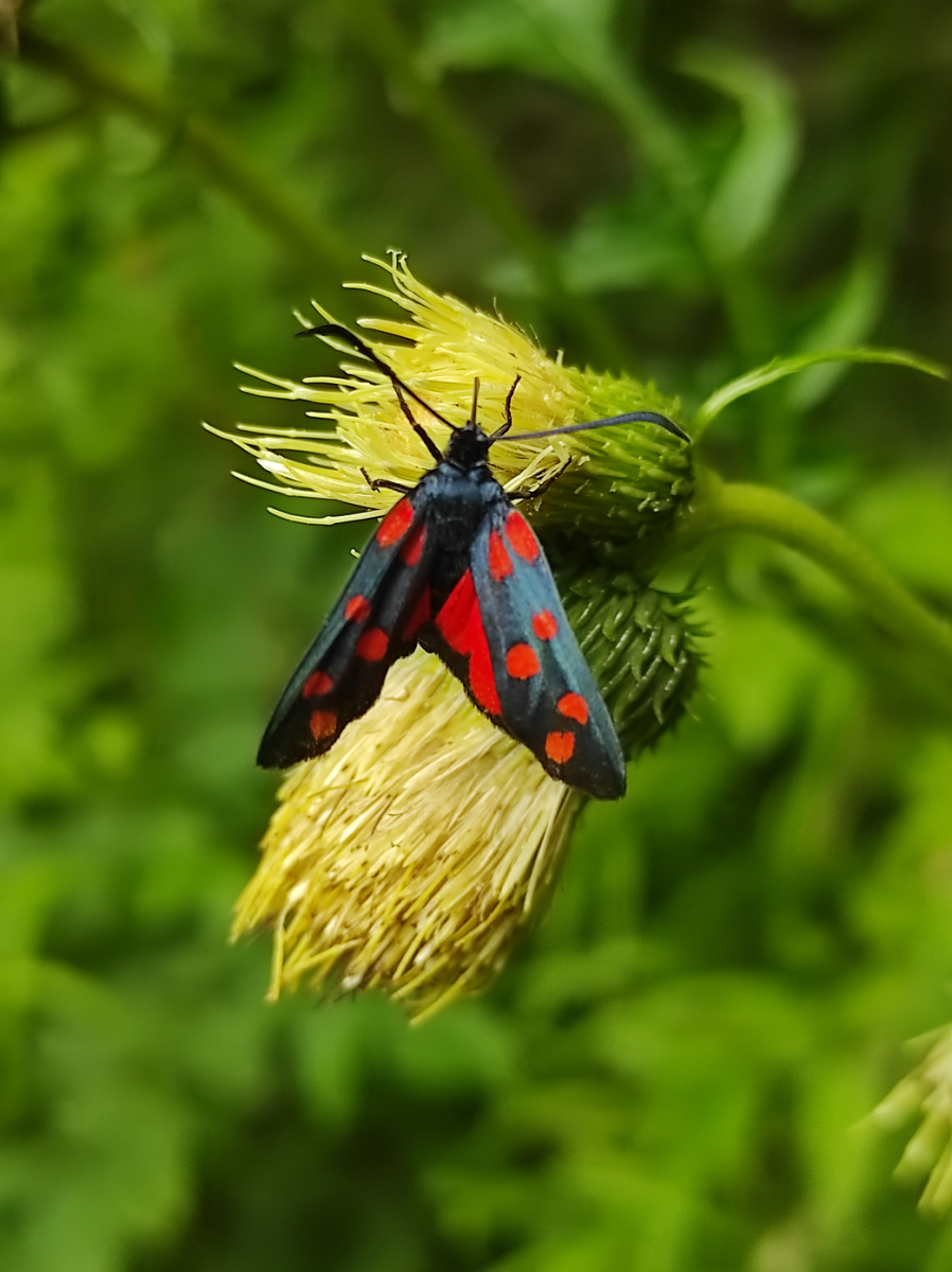 Cirsium ersithales.png (2.81 MiB) 936 mal betrachtet Cirsium ersithales.png