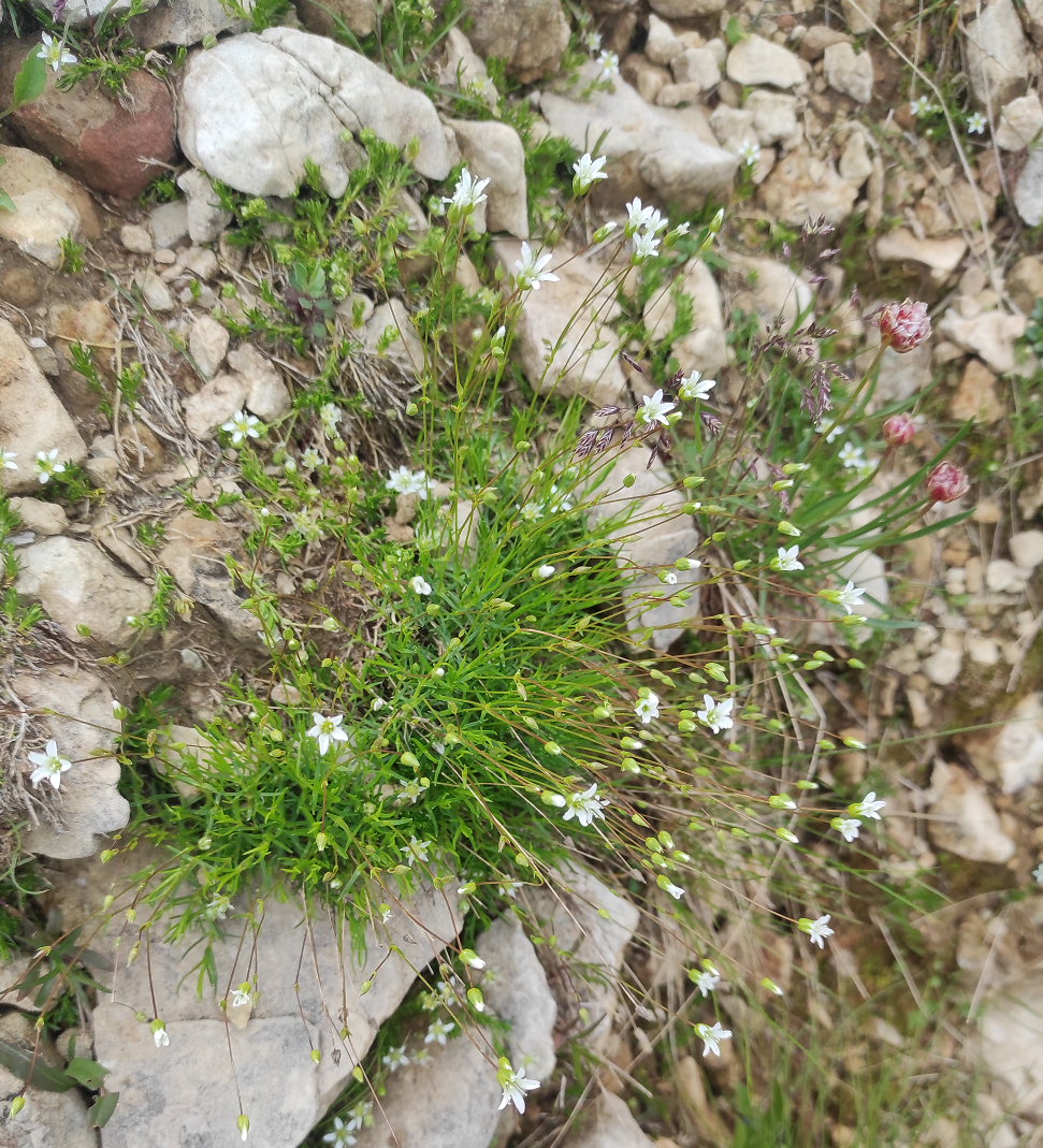Sabulina austriaca_.png