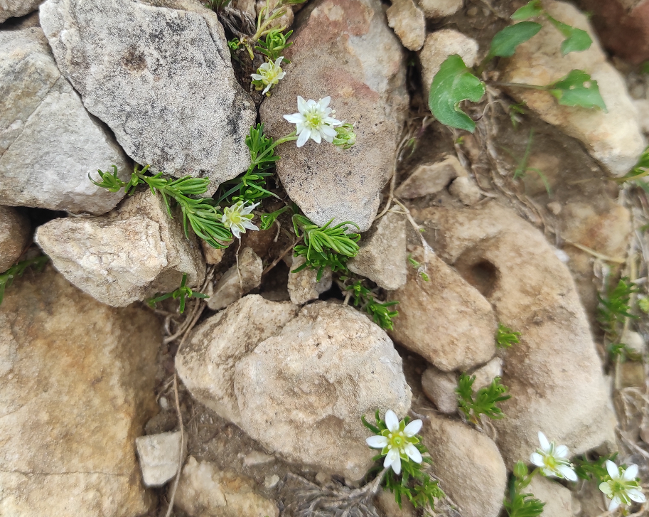 Moehringia ciliata_.png