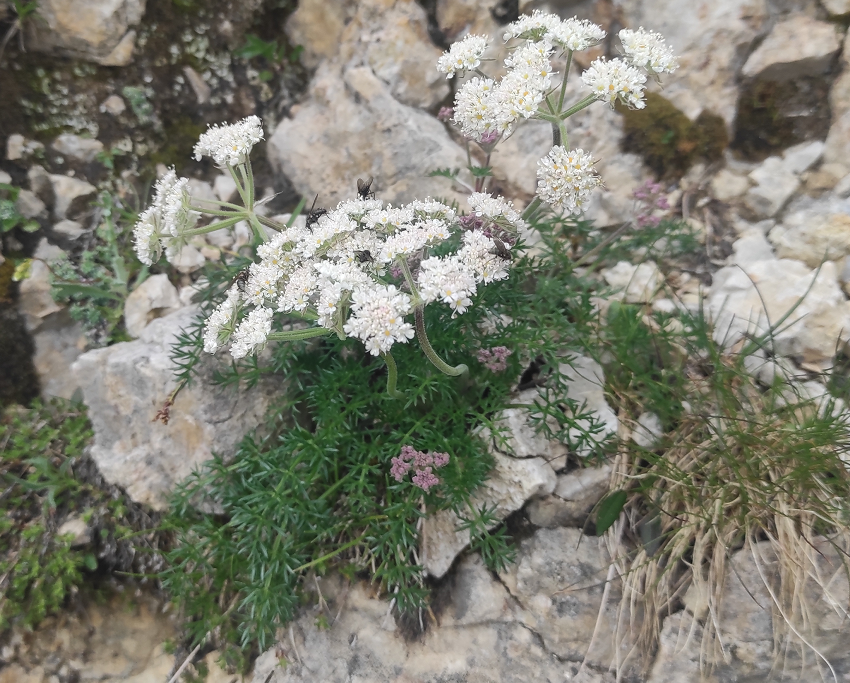 Athamantha cretensis.png