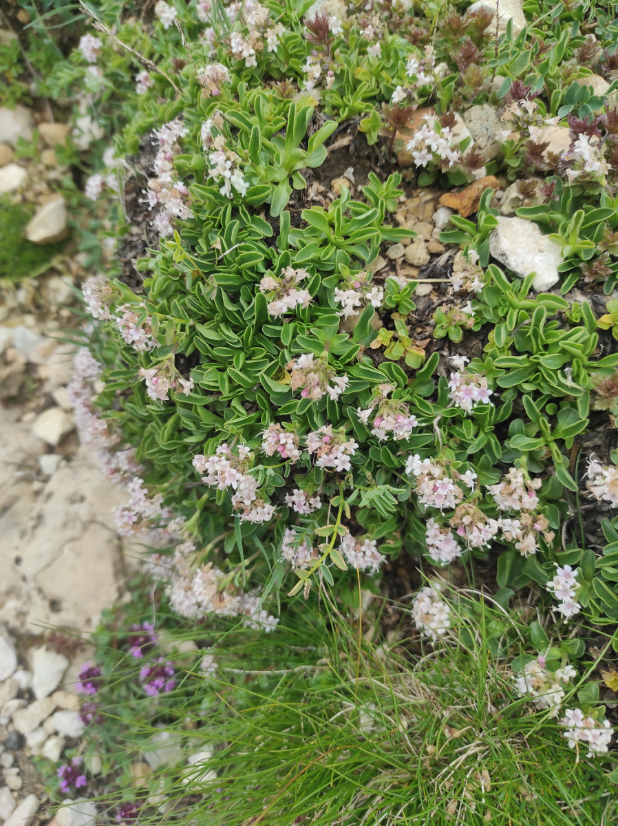 Valeriana supina.png (3.65 MiB) 1682 mal betrachtet Valeriana supina.png