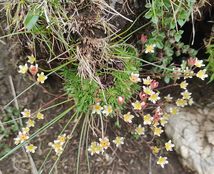 Saxifraga exarata agg.png