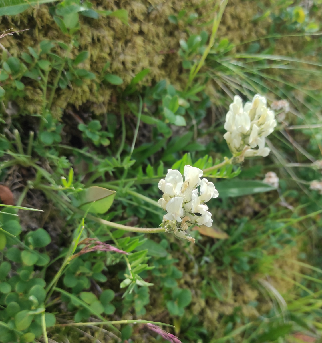 Oxytropis campestris.png (3.92 MiB) 788 mal betrachtet Oxytropis campestris.png
