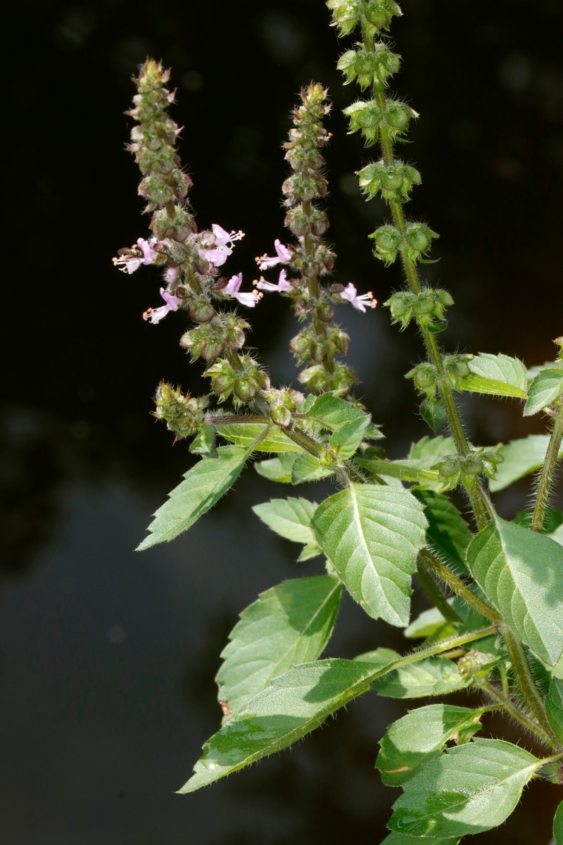 Ocimum tenuiflorum (sanctum) GartenHeckert 2025 A04.jpg