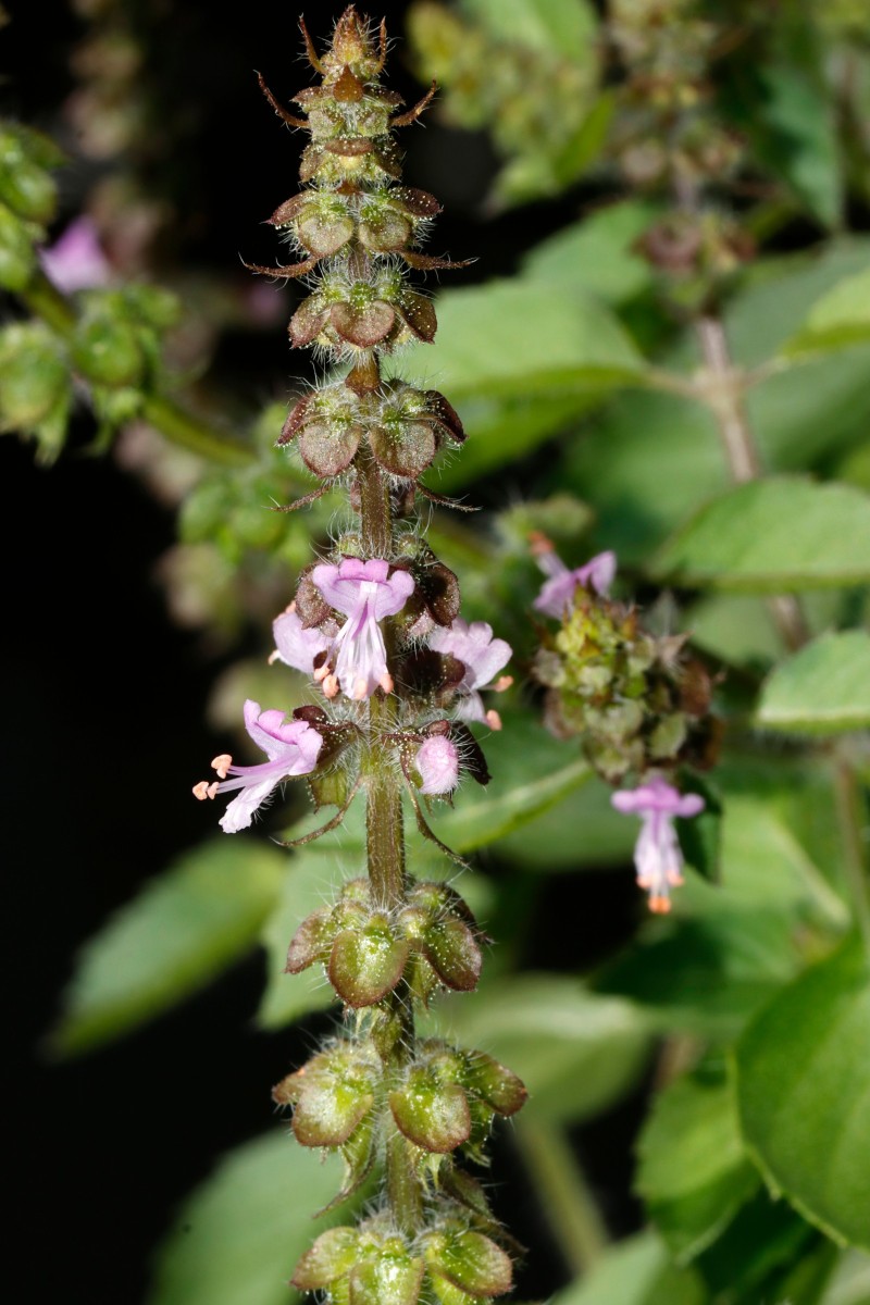 Ocimum tenuiflorum (sanctum) GartenHeckert 2025 A07.jpg