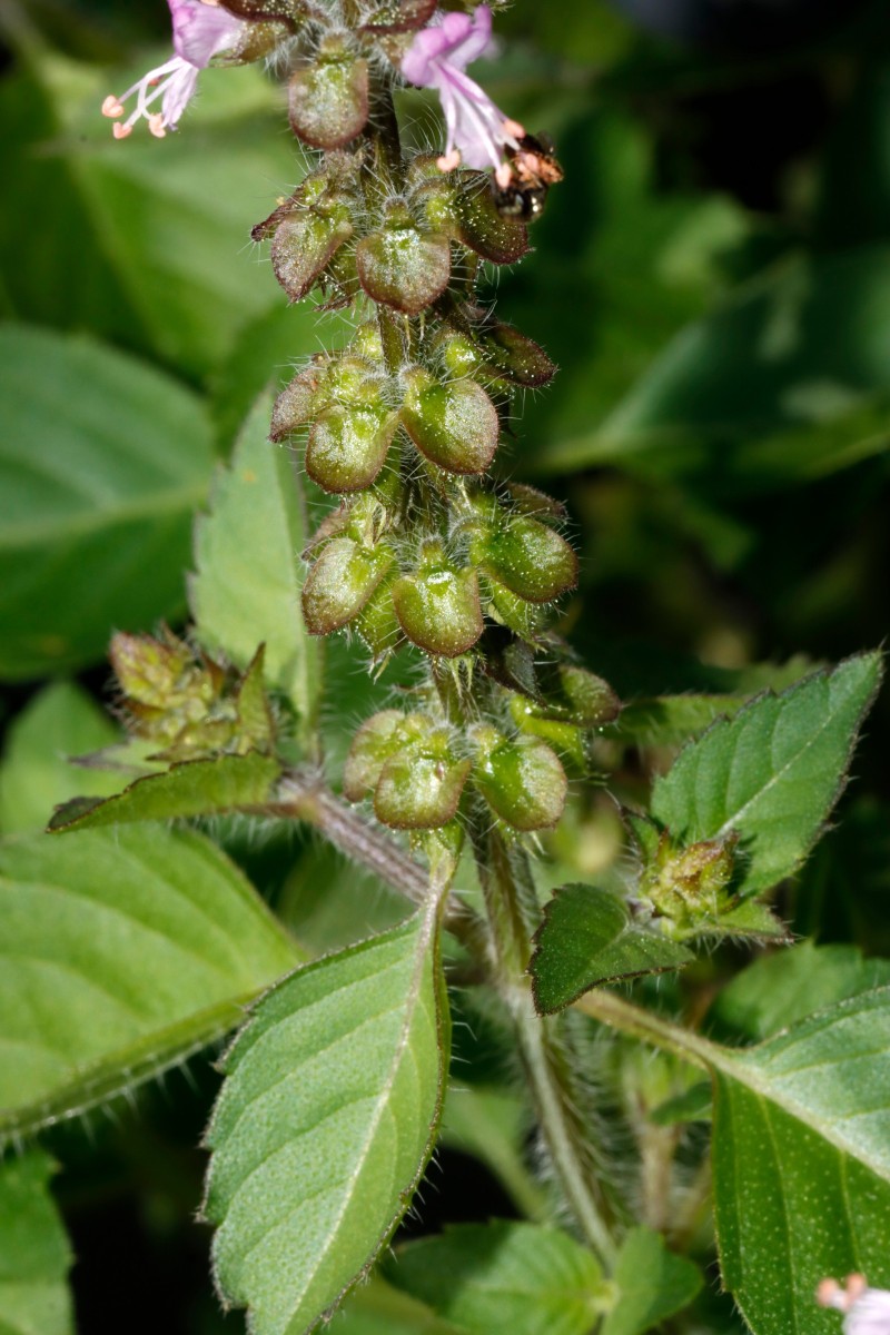 Ocimum tenuiflorum (sanctum) GartenHeckert 2025 A09.jpg