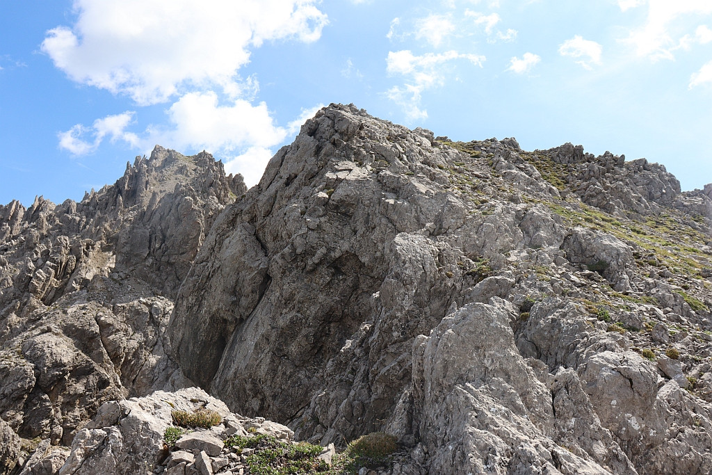 101_Euphrasia_Habitat.jpg