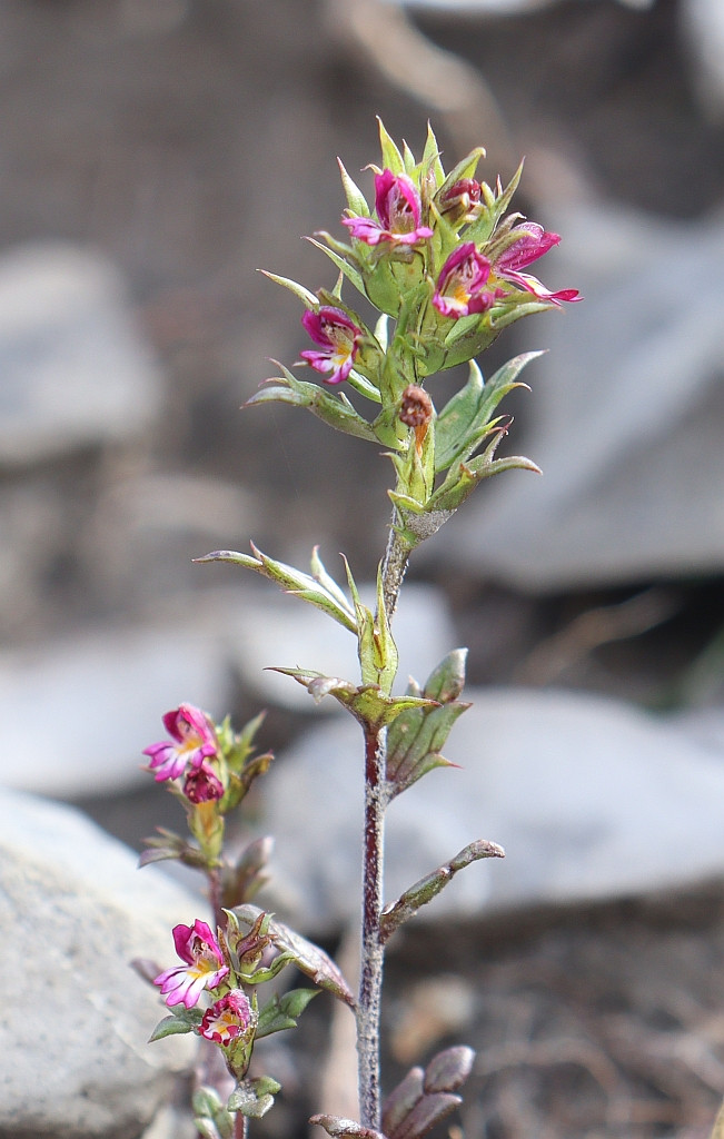 103_Euphrasia.jpg