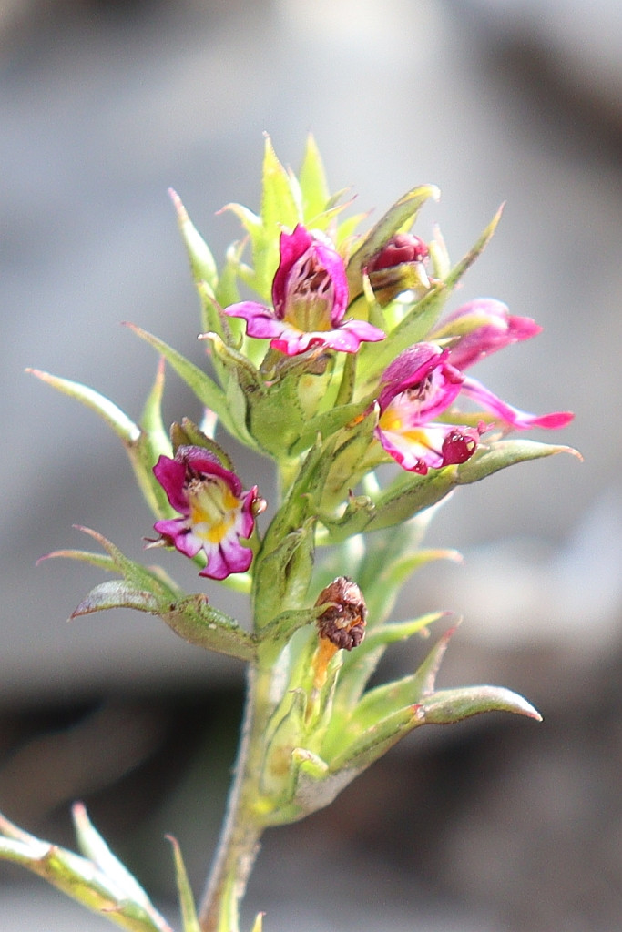 104_Euphrasia.jpg
