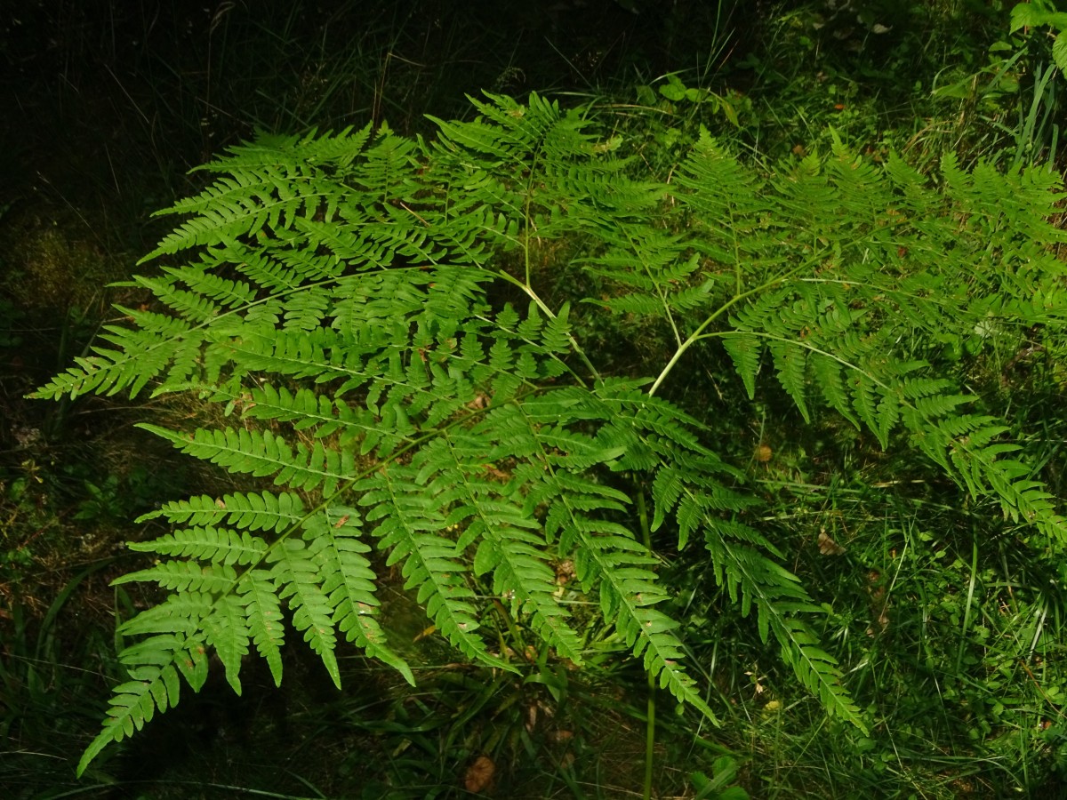 DSC00104.JPG
