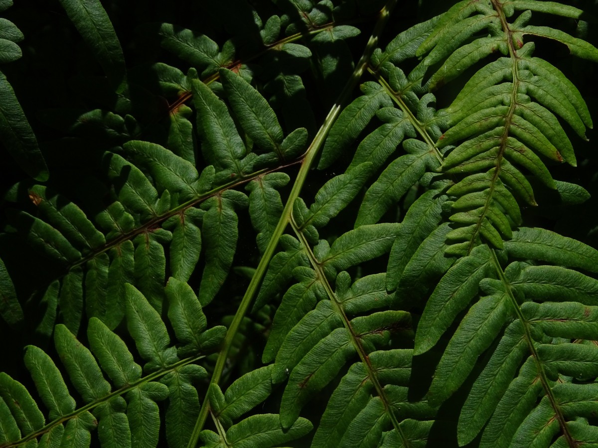 DSC00106.JPG