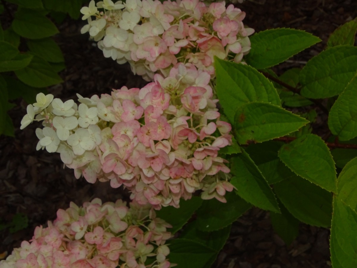 DSC00004.JPG