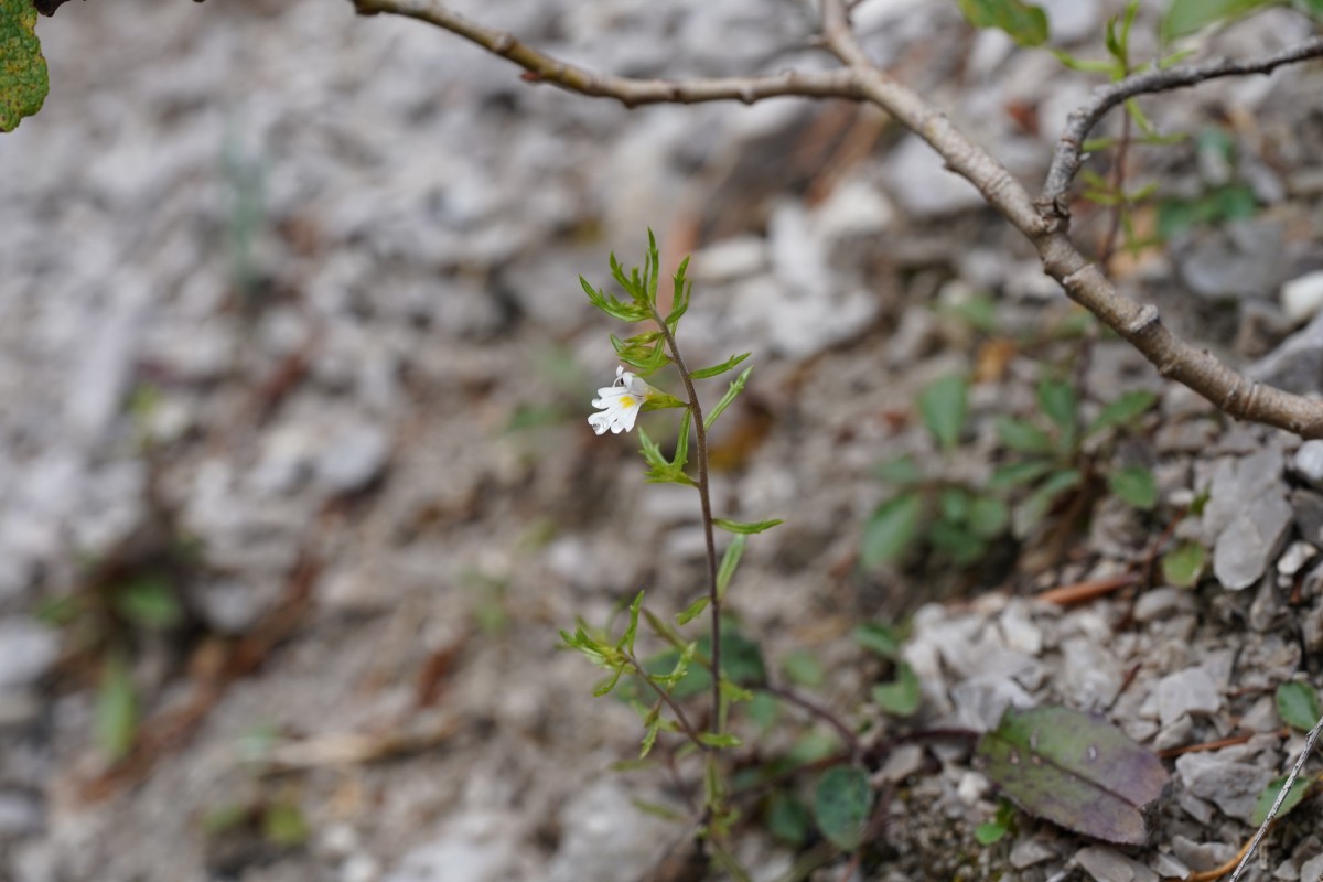 DSC07031.JPG