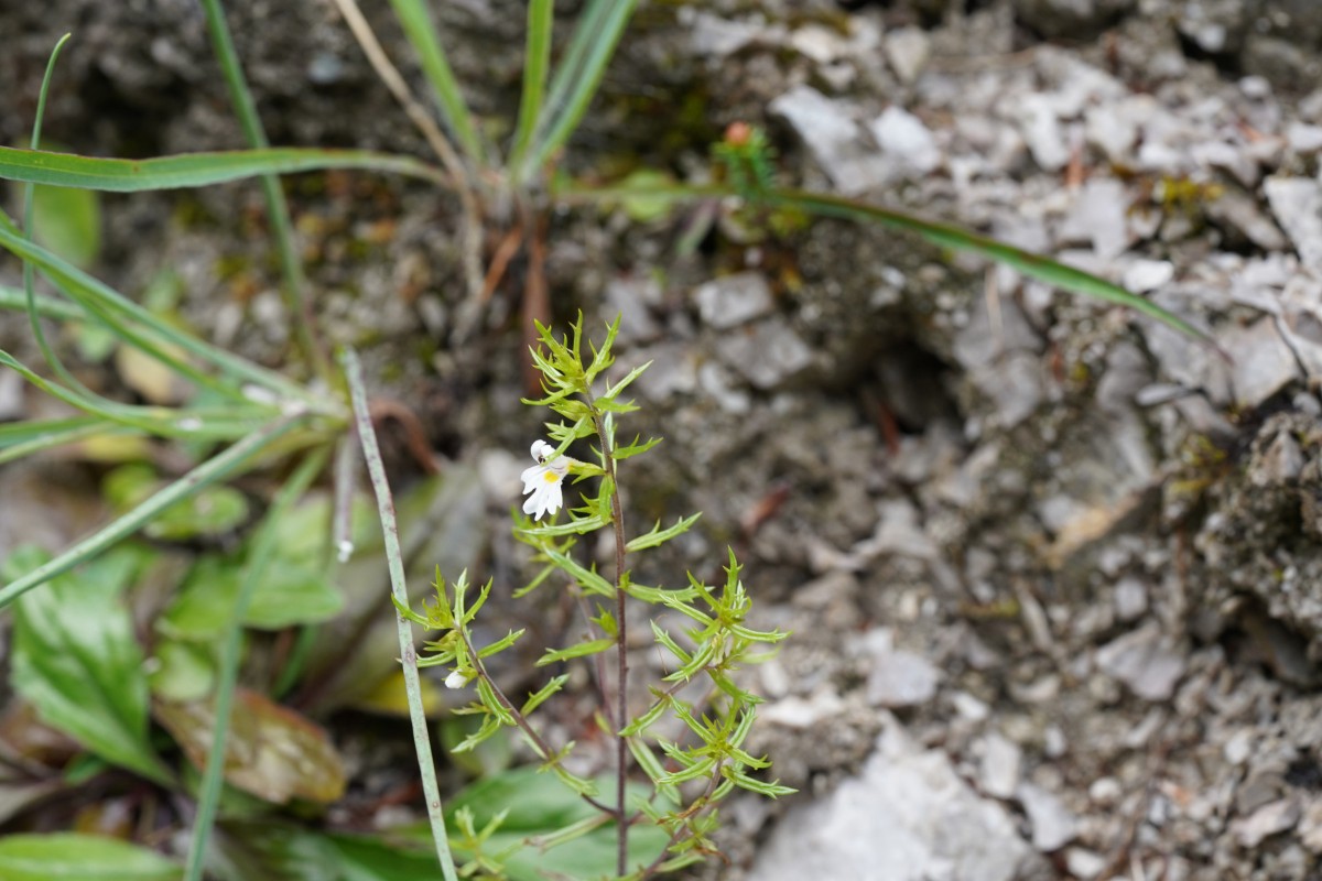 DSC07045.JPG