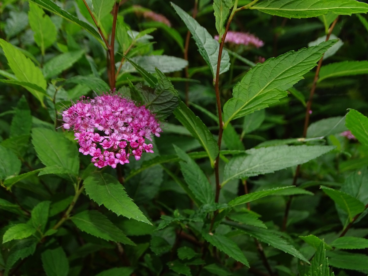 DSC00191.JPG