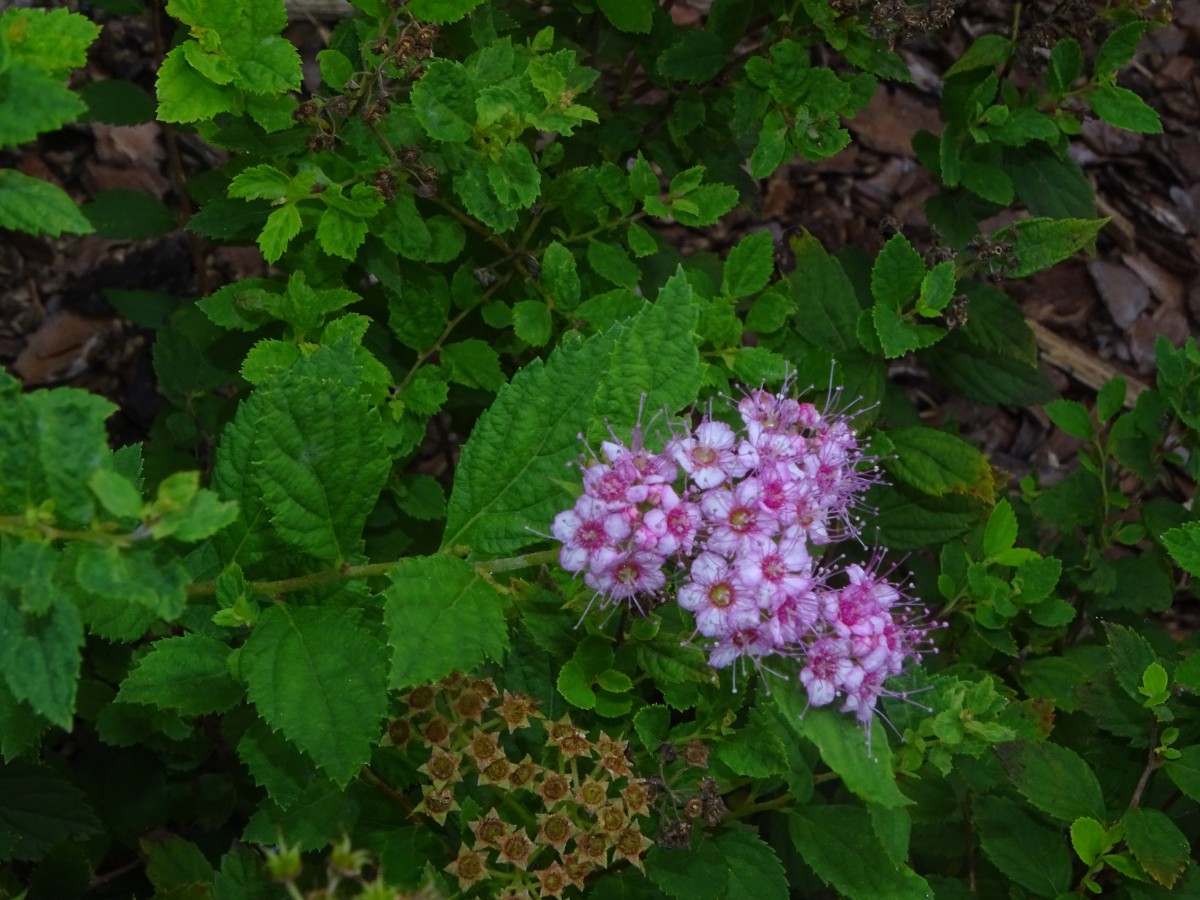 Spiraea japonica.JPG