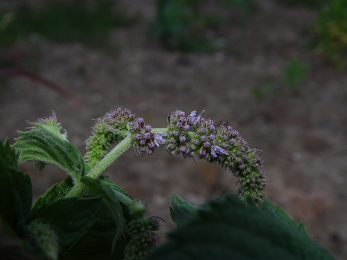 DSC00215.JPG