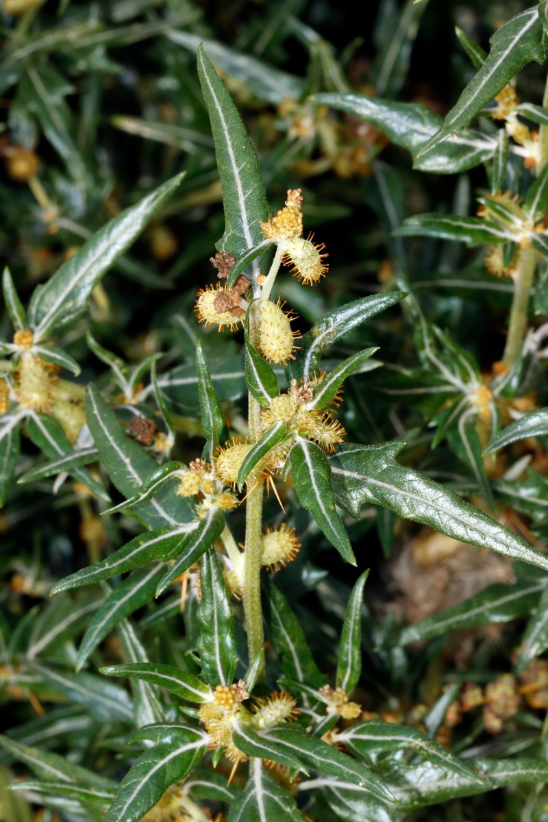 Xanthium spinosum Berghausen Schnellermühle A04.jpg