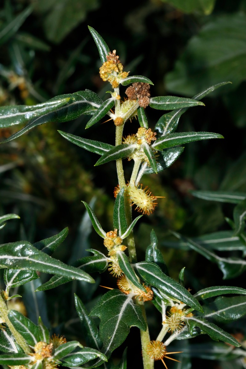 Xanthium spinosum Berghausen Schnellermühle A07.jpg