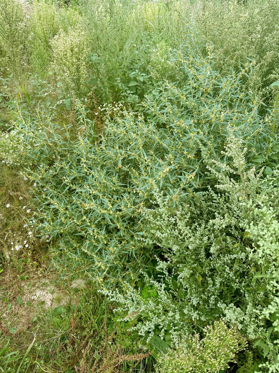 Xanthium spinosum Berghausen Schnellermühle I1.jpg.JPG