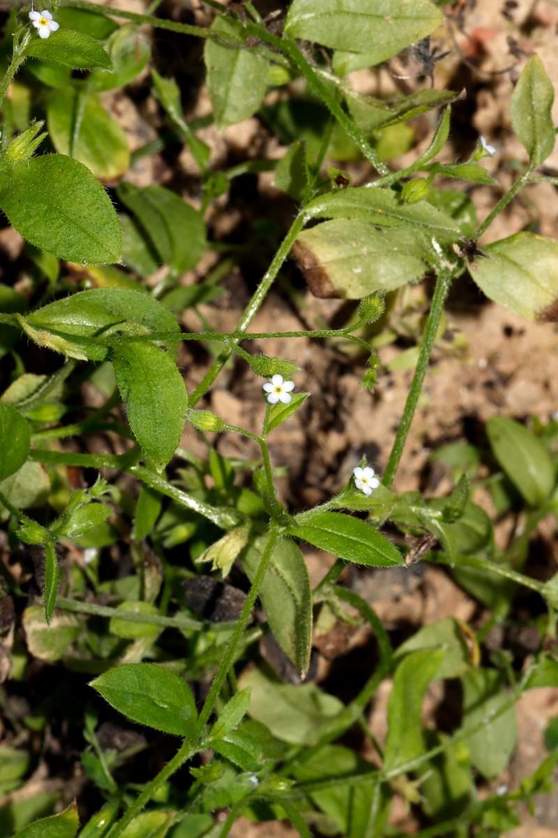 Myosotis sparsiflora Berghausen Schnellermühle A01.jpg