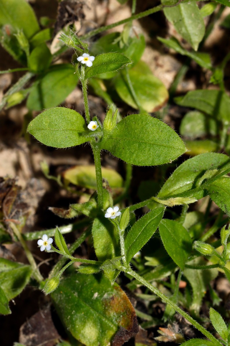 Myosotis sparsiflora Berghausen Schnellermühle A07.jpg