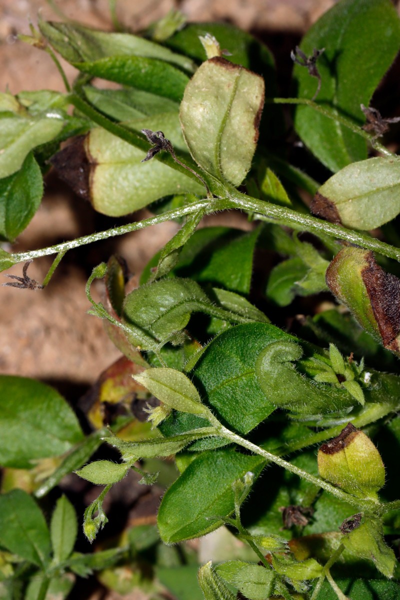 Myosotis sparsiflora Berghausen Schnellermühle A09.jpg