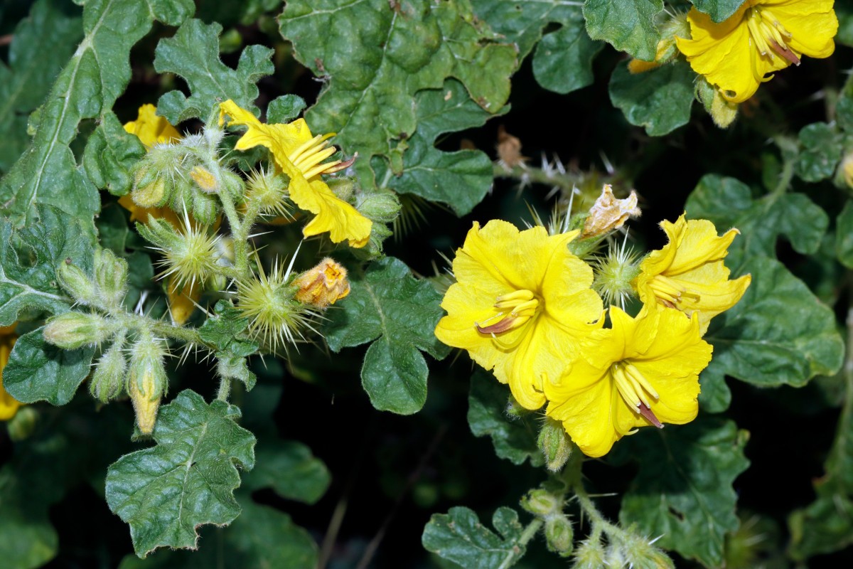 Solanum rostratum (cornutum) Berghausen Schnellermühle A01.jpg