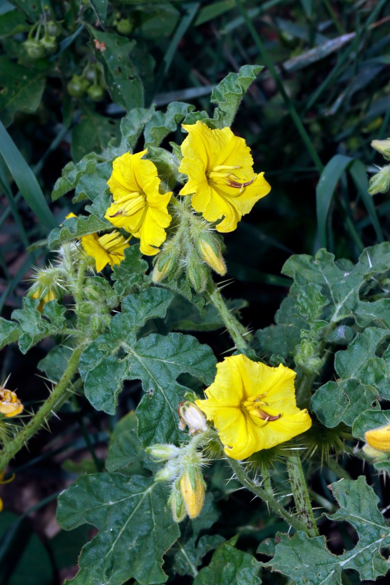 Solanum rostratum (cornutum) Berghausen Schnellermühle A02.jpg