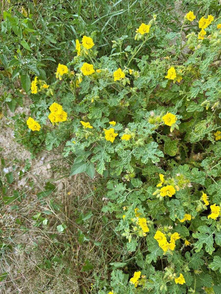 Solanum rostratum (cornutum) Berghausen Schnellermühle I2.jpg